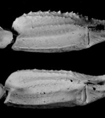 Heterometrus