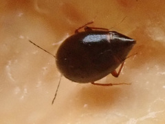 Scaphisoma agaricinum