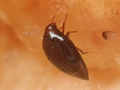 Scaphisoma agaricinum