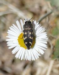 Acmaeodera bowditchi