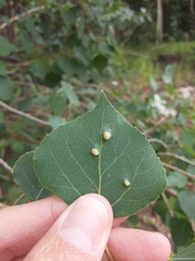 Phyllocoptes didelphis