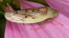 Ponana