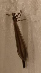 Ameromyia pubiventris