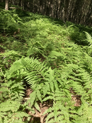 SWMA #8 Trail