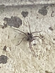 Dolomedes scriptus