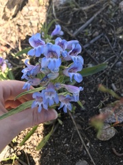 Penstemon virens