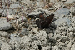 Erebia disa
