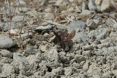Erebia disa