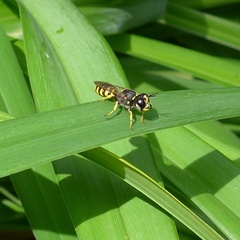 Ectemnius lituratus