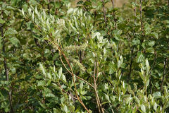 Salix pulchra