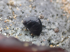 Nucella emarginata