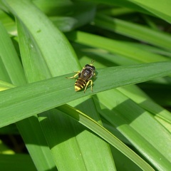 Ectemnius lituratus