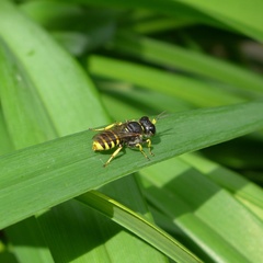 Ectemnius lituratus