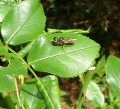 Ectemnius lituratus