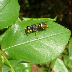 Ectemnius lituratus
