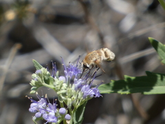 Heterostylum robustum
