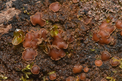 Protopannaria pezizoides