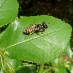 Ectemnius lituratus