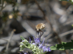 Heterostylum robustum