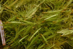 Dicranum howellii