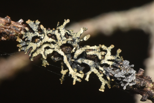 Cavernularia hultenii