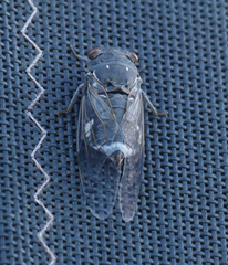 Hadoa chiricahua