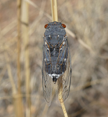 Hadoa chiricahua