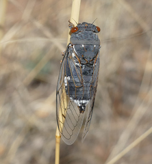 Hadoa chiricahua