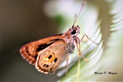 Pheraeus odilia odilia