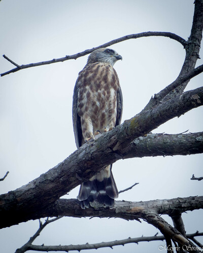 Mississippi Kite