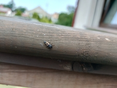 Harmonia axyridis