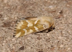 Schinia meadi