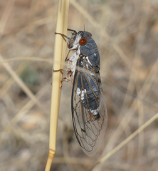Hadoa chiricahua