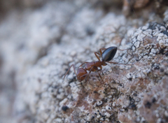 Camponotus bakeri