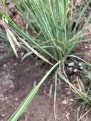 Bromus porteri