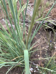 Bromus porteri