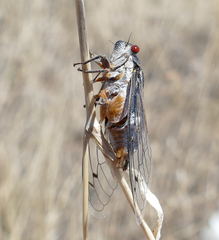 Hadoa chiricahua
