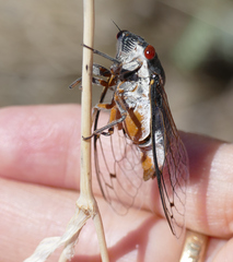 Hadoa chiricahua