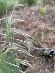 Bromus porteri