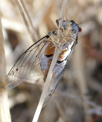 Hadoa chiricahua