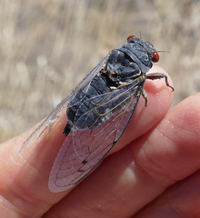 Hadoa chiricahua
