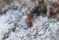 Camponotus bakeri