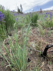 Bromus porteri