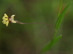 Goodenia debilis