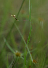 Goodenia debilis