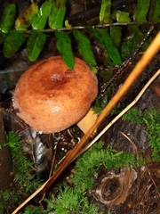 Lactifluus