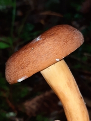 Lactifluus