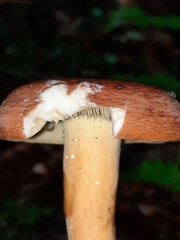 Lactifluus
