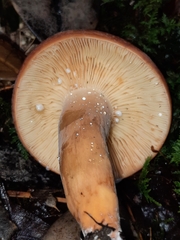 Lactifluus
