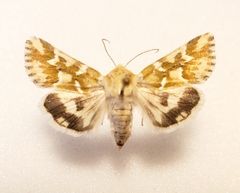 Schinia meadi